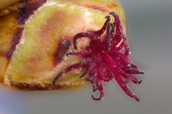 Gemeine Hasel (Corylus avellana) - weibliche Blte