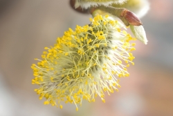 Weide (Salix spec.) - mnnlicher Bltenstand