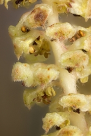 Gemeine Hasel (Corylus avellana) - mnnliche Bltenstand