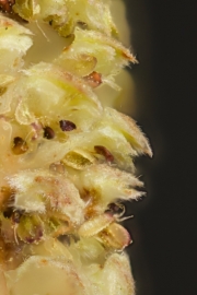 Gemeine Hasel (Corylus avellana) - mnnlicher Bltenstand
