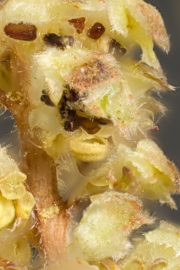 Gemeine Hasel (Corylus avellana) - mnnlicher Bltenstand