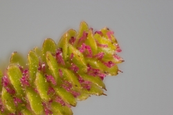 Hnge-Birke (Betula pendula)  - weibliche Blten