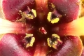 Chinesische Zaubernuss (Hamamelis mollis) - Blüte