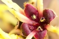 Chinesische Zaubernuss (Hamamelis mollis) - Blüte