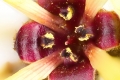 Chinesische Zaubernuss (Hamamelis mollis)  - Blüte