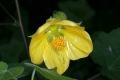 Schönmalve (Abuliton x hybridum)