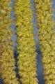 Gemeine Hasel (Corylus avellana) - männlicher Blütenstand 