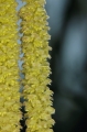 Gemeine Hasel (Corylus avellana) - männlicher Blütenstand 