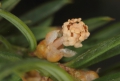 Eibe (Taxus baccata) männliche Blüte