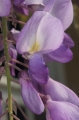 Glyzinie (Wisteria sinensis)  - Blüte