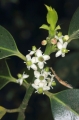 Europäische Stechpalme (Ilex aquifolium)