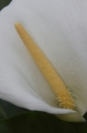 Gewöhnliche Calla (Zantedeschia aethiopica) 
