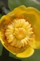 Gelbe Teichrose (Nuphar lutea)  - Blüte