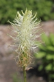 Ährige Teufelskralle (Phyteuma spicatum)