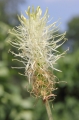 Ährige Teufelskralle (Phyteuma spicatum)