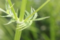Echter Baldrian (Valeriana officinalis) - Stengel