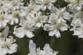 Riesen-Bärenklau (Heracleum mantegazzianum)  - Einzelblüten