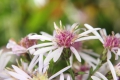Herzblättrige Schleier-Aster (Symphyotrichum cordifolium)