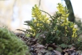 Farnblättriger Lerchensporn (Corydalis cheilanthifolia)