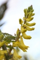 Farnblättriger Lerchensporn (Corydalis cheilanthifolia)