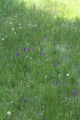 Breitblättriges Knabenkraut (Dactylorhiza majalis)