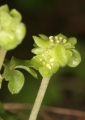Moschuskraut (Adoxa moschatellina) - Blütenstand