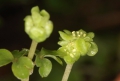 Moschuskraut (Adoxa moschatellina)  - Blütenstand