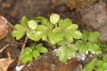 Moschuskraut (Adoxa moschatellina)  - Knopsen und Blätter