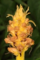 Berberitzen-Sommerwurz (Orobanche lucorum)  - Blütenstand