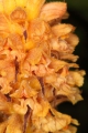 Berberitzen-Sommerwurz (Orobanche lucorum)  - Blüten