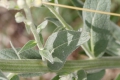 Mehlige Königskerze (Verbascum moenchii)