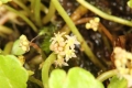 Gewöhnlicher Wassernabel (Hydrocotyle vulgaris) - Blütenstand