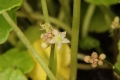 Gewöhnlicher Wassernabel (Hydrocotyle vulgaris) - Blütenstand