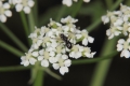 Gefleckter Schierling (Conium maculatum)  - Blütenstand