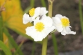 Breitblättriges Pfeilkraut (Sagittaria latifolia)  - Blüten