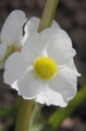 Breitblättriges Pfeilkraut (Sagittaria latifolia) 