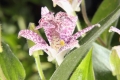 Borstige Krötenlilie (Tricyrtis hirta) 