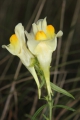Echtes Leinkraut (Linaria vulgaris) - Blütenstand
