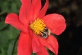 Scharlach-Dahlie (Dahlia coccinea) - Blüte mit Hummel