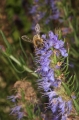 Ysop (Hyssopus officinalis)  - Blütenstand mit Honigbiene
