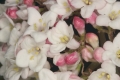 Koreanischer Schneeball (Viburnum carlesii) - Blüten
