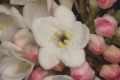 Koreanischer Schneeball (Viburnum carlesii) - Blüte