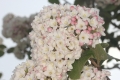 Koreanischer Schneeball (Viburnum carlesii) - Blütenstand
