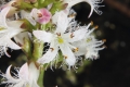 Fieberklee (Menyanthes trifoliata) - Blüte