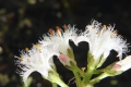 Fieberklee (Menyanthes trifoliata) - Blütenstand