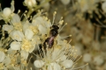 Großes Mädesüß (Filipendula ulmaria)