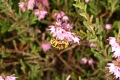 Besenheide (Calluna vulgaris)