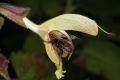 Klebriger Salbei (Salvia glutinosa)