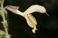 Klebriger Salbei (Salvia glutinosa)