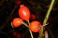 Heckenrose (Rosa canina) - Früchte